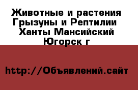 Животные и растения Грызуны и Рептилии. Ханты-Мансийский,Югорск г.